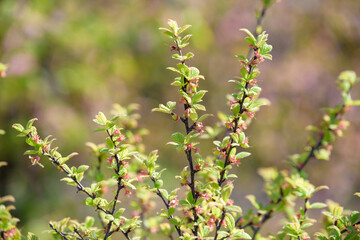 Young fruits of Nanking cherry fruits, on the branch