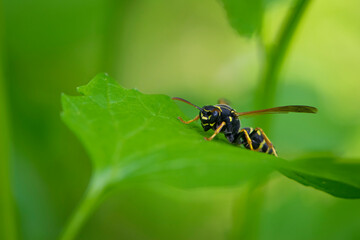 Wasp on a green leaf. Parts of the body of a wasp close-up. Insect close-up. Yellow pattern on the black body of a wasp. Green background. nature, Macro image of a Vespula germanica, European wasp