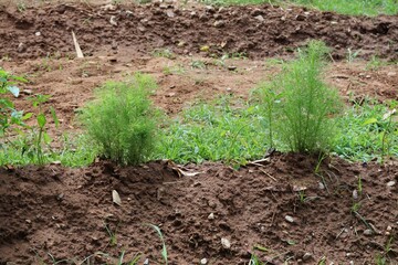 Fresh dill (Anethum graveolens) growing on the vegetable bed. Annual herb, family Apiaceae. Growing fresh herbs. Green plants in the garden, ecological agriculture for producing healthy