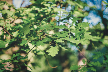 Oak branch with young green oak leaves close up