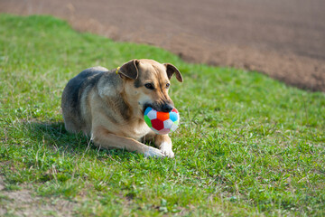 dog with a ball. Dog lying on the grass. red-haired a large dog holds a ball in his mouth, lying on the green grass. playful animal. the dog wants to play. a pet. close-up