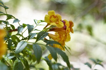 yellow flower bunch  in the garden with leaf and sweet background