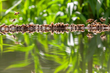 Apiculture - Groupe d'abeilles buvant dans un bassin rempli d'eau