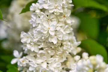 Bright beautiful flowers of white lilac, close-up on a sunny spring morning