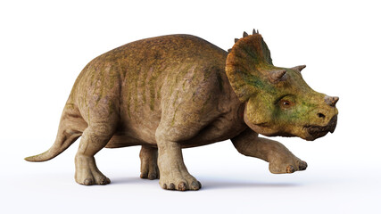 young Triceratops horridus, dinosaurs isolated on white background 