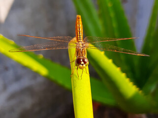 close up of a dragonfly