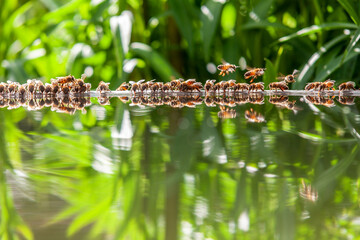 Apiculture - Groupe d'abeilles buvant dans un bassin rempli d'eau