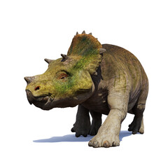 young Triceratops horridus, dinosaurs isolated on white background © dottedyeti
