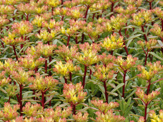 Sedum kamtschaticum floriferum 'Weihenstephaner Gold' ou orpin du Kamtschaka à fleurs jaunes et rougeâtre, feuillage plat, denté, spatulé vert sombre et pourpré