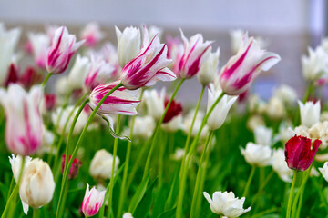 Fototapeta premium Bright flowers of tulips on a tulip field on a sunny morning