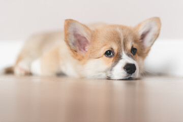 Pembroke Welsh  Cute little sleepy Corgi puppy is lying on the couch. Top horizontal view copyspace  pet taking care and adoption concept. Beautiful fluffy and furry puppy.