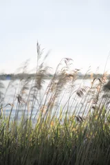 Fototapeten Pampasgras am Fluss im Sommer. Natürlicher Hintergrund von goldenen trockenen Schilfrohren vor blauem Himmel. Selektiver Fokus. © Lyubov