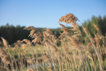 Pampas grass on the river in summer. Natural background of golden dry reeds against a blue sky. Selective focus.