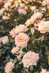 Bushes of pink roses in th garden.