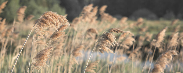 Pampas grass on the river in summer. Natural background of golden dry reeds against a blue sky....