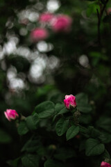 pink roses at the garden