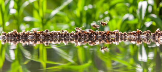 Apiculture - Groupe d'abeilles buvant dans un bassin rempli d'eau