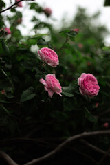 pink roses at the garden