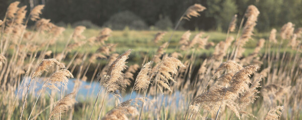 Pampas grass on the river in summer. Natural background of golden dry reeds against a blue sky....
