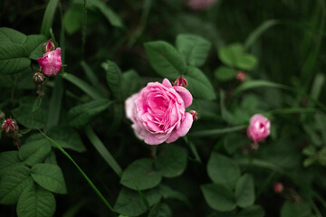 pink roses at the garden