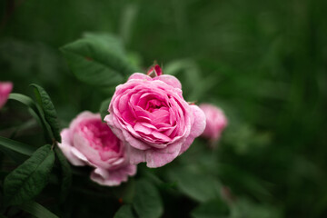 pink roses at the garden