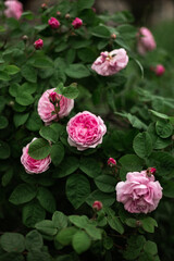 pink roses at the garden