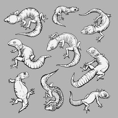 Set with geblephars, reptile lizard animals. Collection with different rare morph of geblephars. Hand drawn illustration. Black and white. Wild nature. Isolated