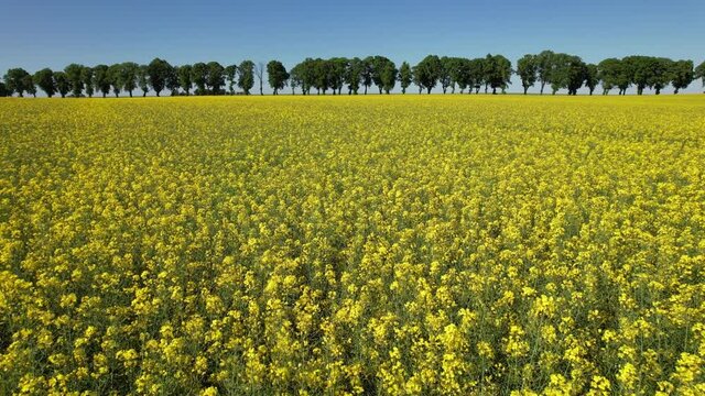 Rapeseed fields in Poland.