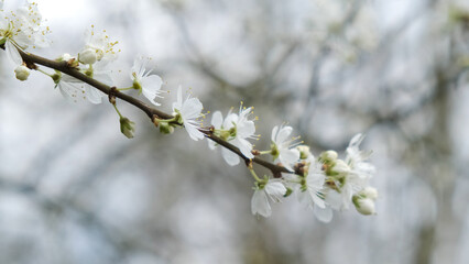 Spring blossom in spring