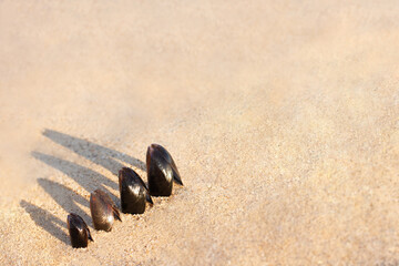 Fototapeta na wymiar Dark shells are sticking out of light sand. Traveling and feeling lonely, cheering up, rest, refresh and relax. Sea tourism concept. Vacation mood. Background with summer beach. Copy space for text.