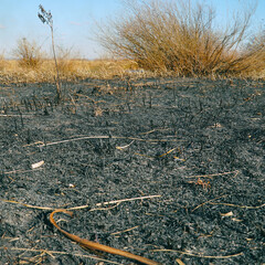 Burnt dry grass on the field close-up. Spring fires