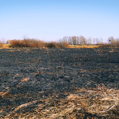Burnt dry grass on the field. Spring fires