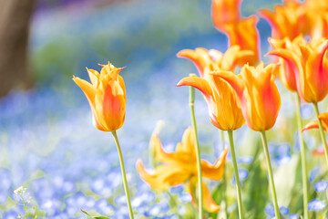 春の火の山公園に咲く綺麗な花畑 © doraneko777