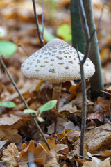 White poisonous inedible mushroom among the dry fallen autumn leaves in the forest