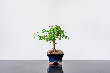 Bonsai in the center of the frame with blue pot on gray metal table