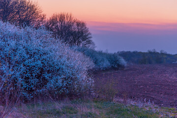 Blooming blackthorns bushes against background of sunset evening sky.