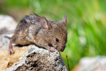 Field mouse in a field on a stone among the grass