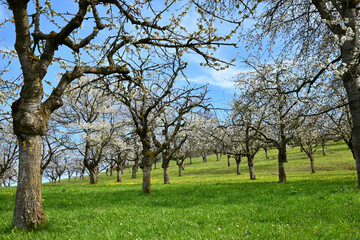  blühende Kirschbäume
