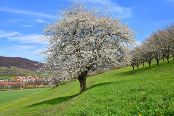 Fototapeta na wymiar blühende Kirschbäume