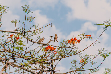 berries on a branch