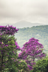 Mirante na Floresta da TIjuca