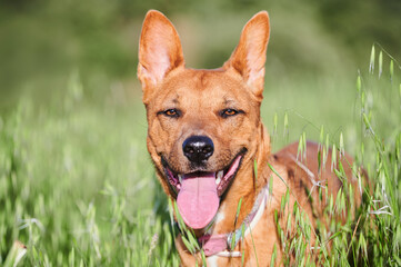 portrait of mixed breed dog lying on the lawn with very shallow depth of field