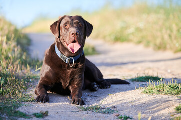 portrait of labrador retriever lying on the ground in the middle of the field in summertime