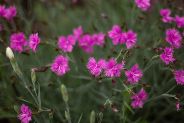 different flowers growing on the field