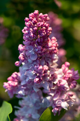 Lilac flowers close-up. Selective focus.Blooming lilac in the garden. The concept of spring. Macro photo of flowers.