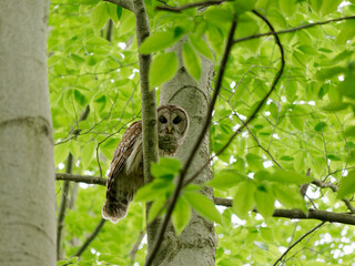 Barred owl in a beach tree in the forest in Sherrill Brook Park, New York