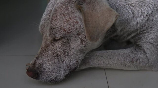 A young homeless dog sleeps on a tile outside. Close-up of the muzzle. 4k footage