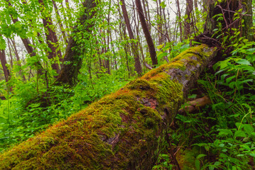 old dry tree overgrown with moss 