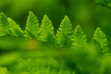 fern leaf at close range 