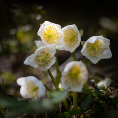 A group of white Christmas roses on a sunny day in early summer